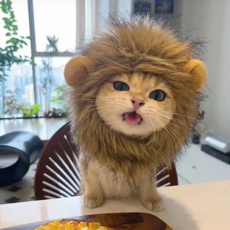 Lion Hat Costume for a Cat | Cat Costumes for Cats | Adorable Costumes for Cats