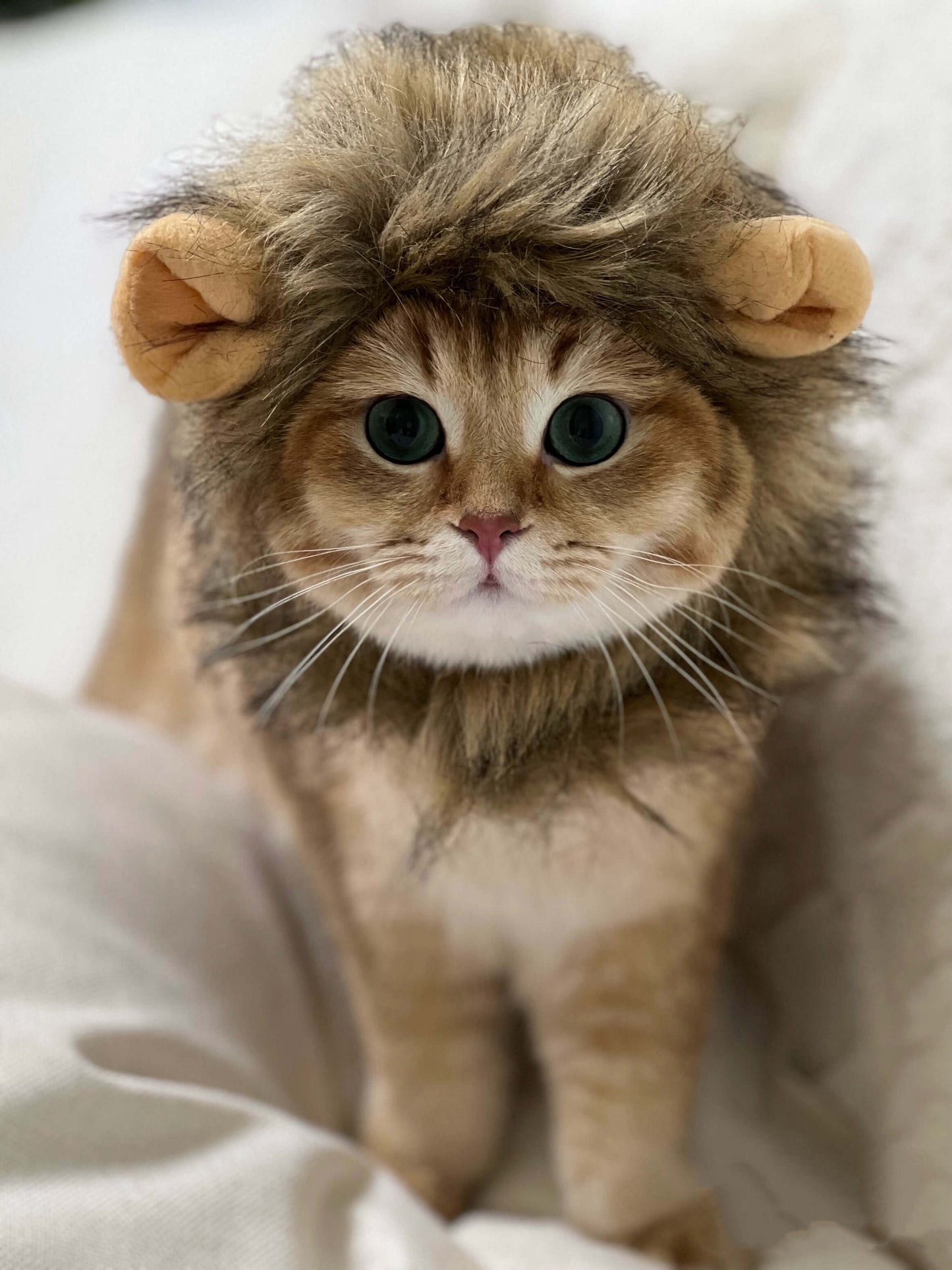 Lion Hat Costume for a Cat | Cat Costumes for Cats | Adorable Costumes for Cats