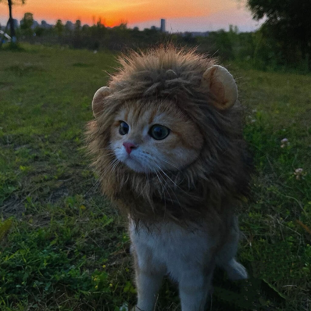 Lion Hat Costume for a Cat | Cat Costumes for Cats | Adorable Costumes for Cats