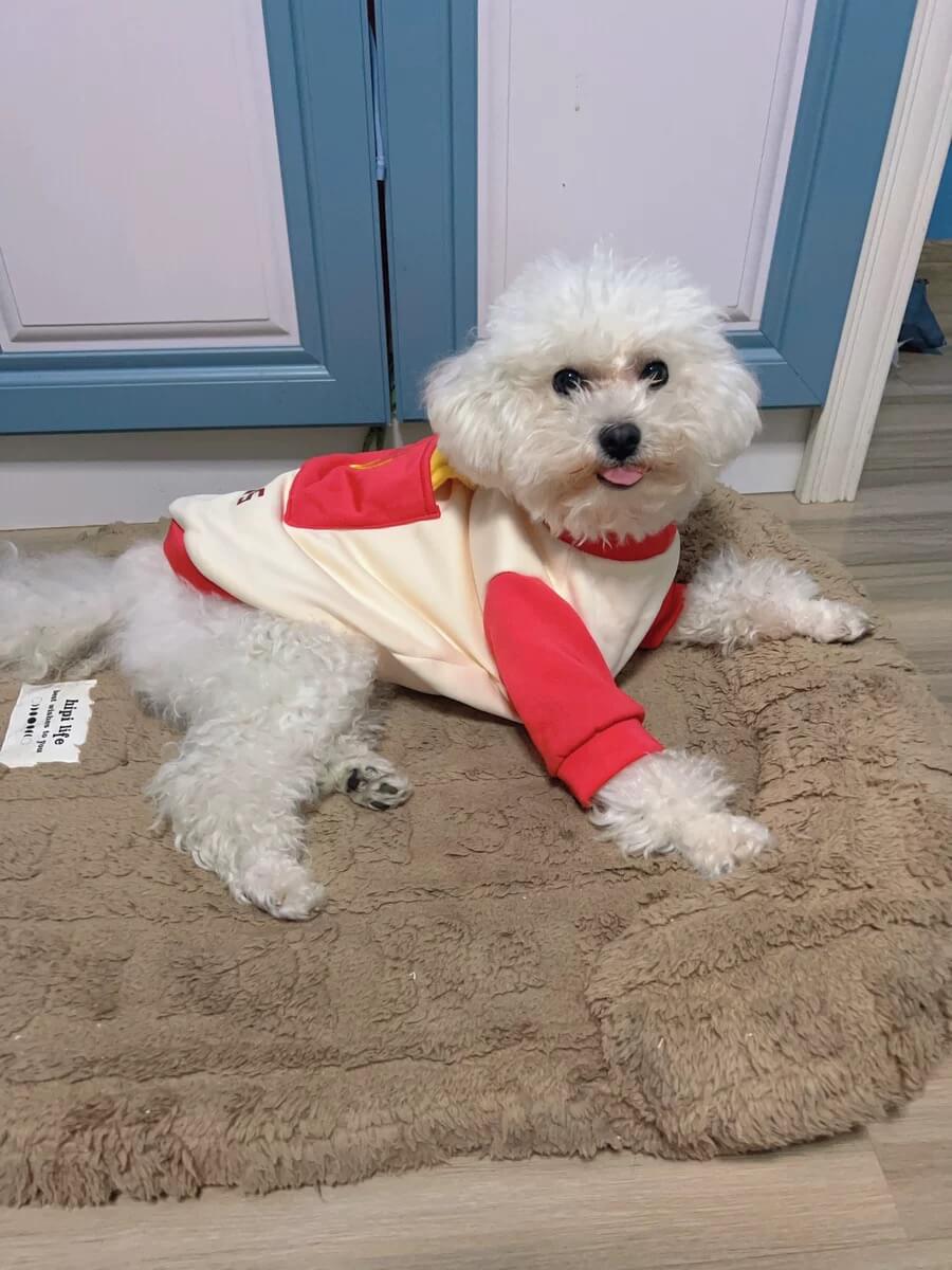 Costumes for little dogs best sale