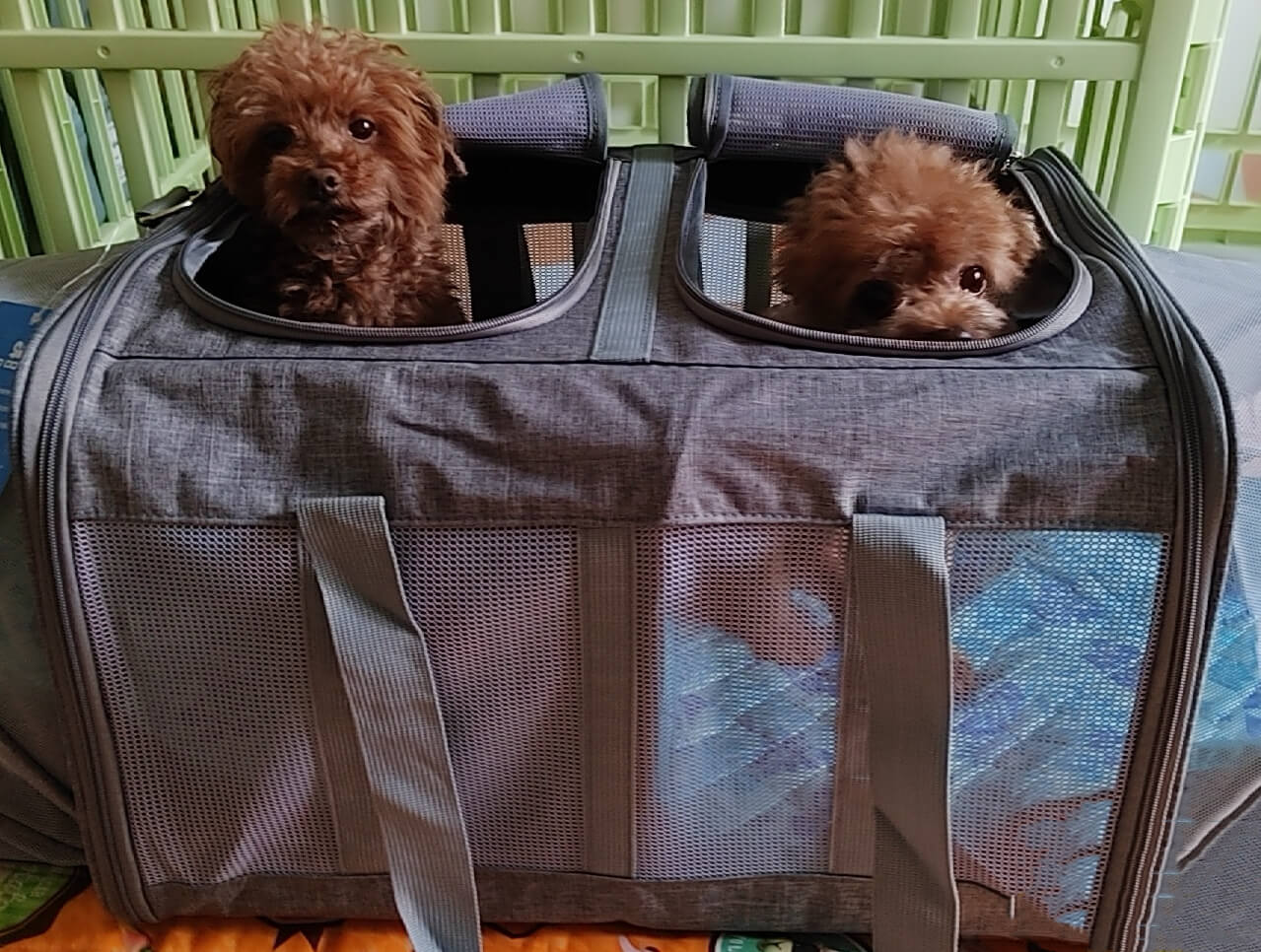 Portable Bag for 2 Pets |Cat Carriers Expandable Two Pet Carrier | 2 Pet Carrier for Car | Petic Grow