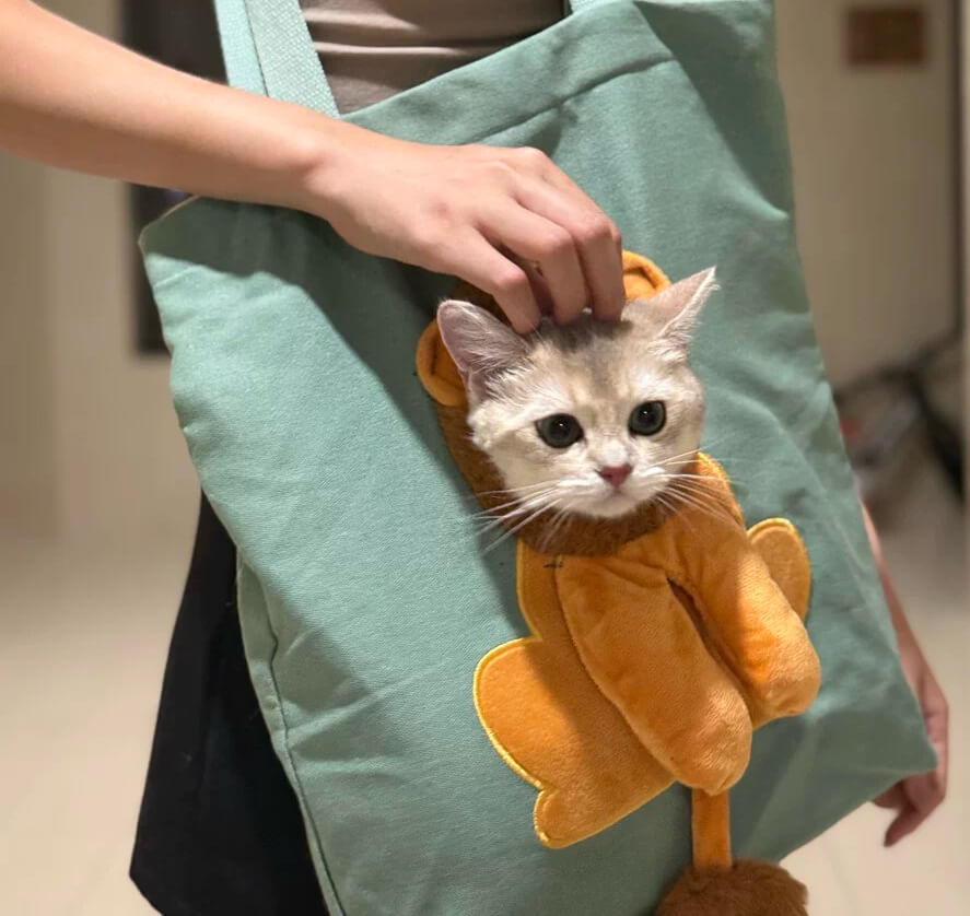 Lion Cat Carrier Bag | Canvas Tote Handbag Cat Carrier | Bag With Hole For Cat Head | Pet Grow