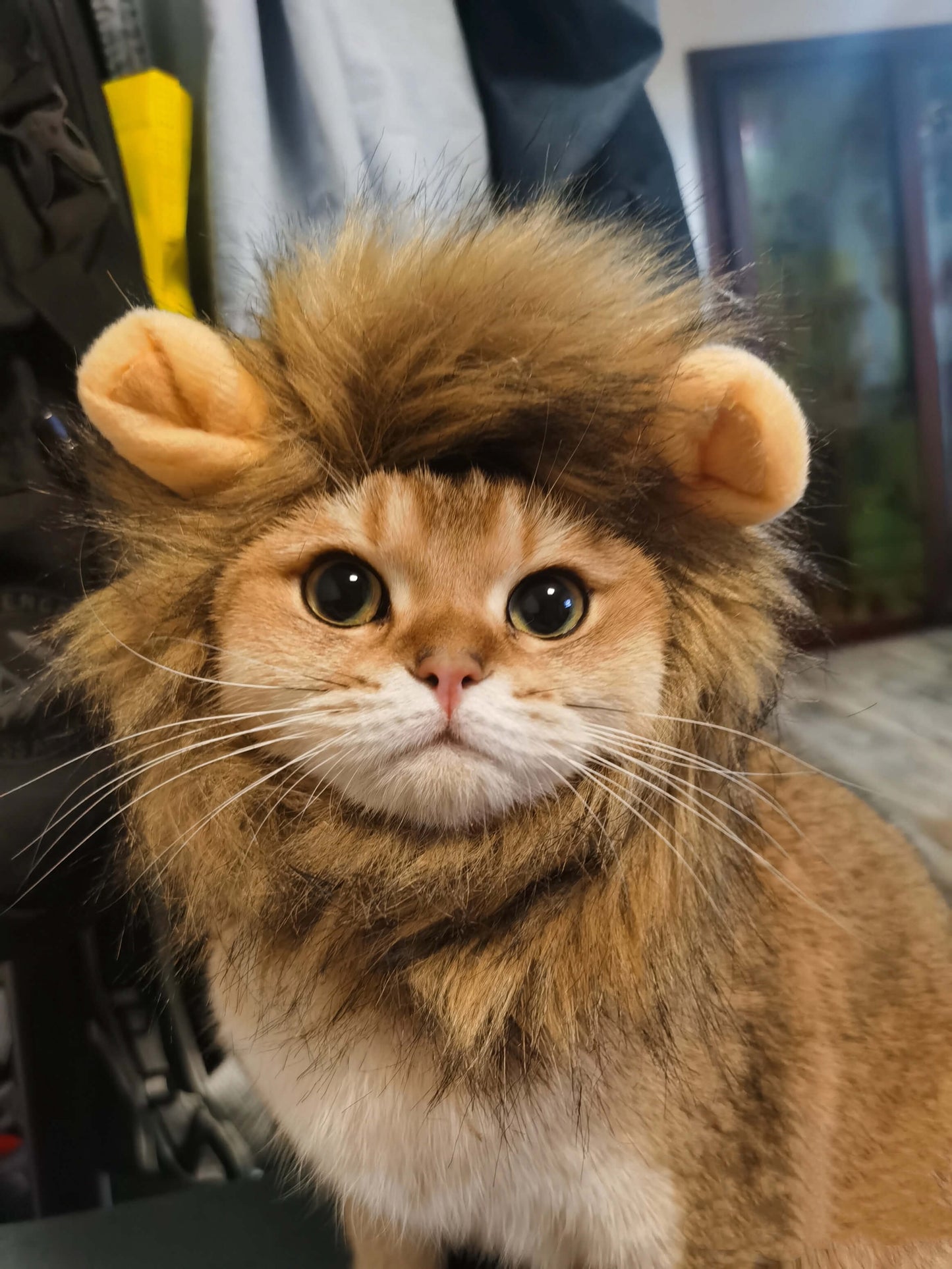 Lion Hat Costume for a Cat | Cat Costumes for Cats | Adorable Costumes for Cats